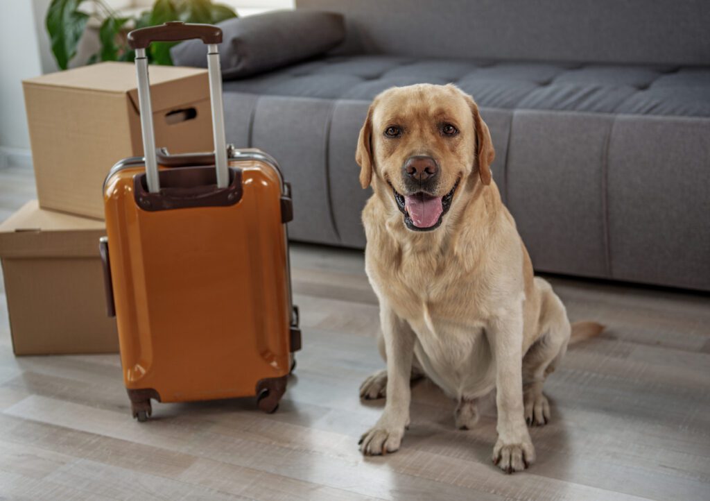How to make your shifting pet friendly!